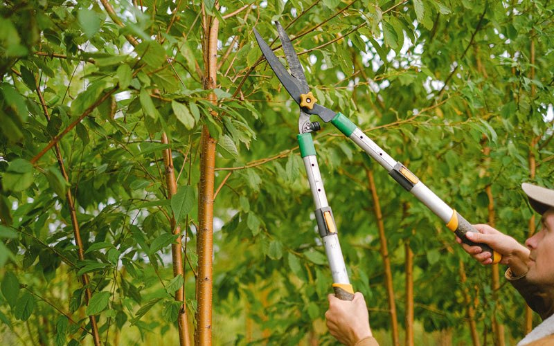 Tree trimming in Cecil, AR
